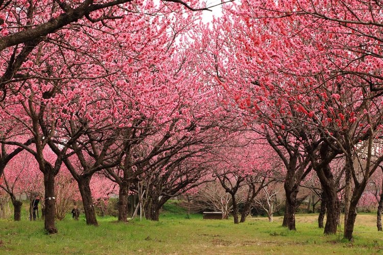 Koga Kobo Park (Koga Sogo Park) 3