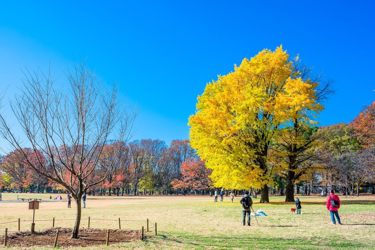 小金井公園 (Koganei Park)