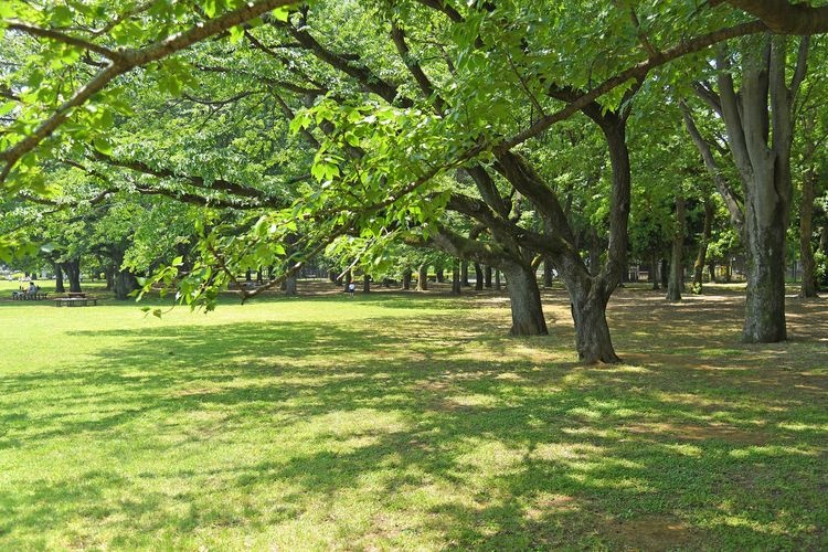 Koganei Park 3