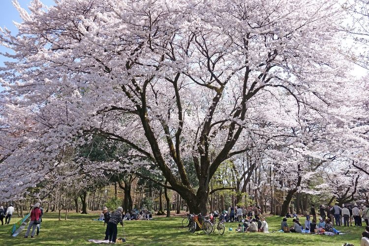 Koganei Park 4