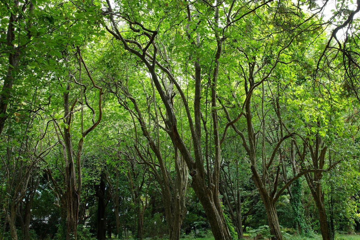 东京大学理学系研究科附属植物园(小石川植物园)