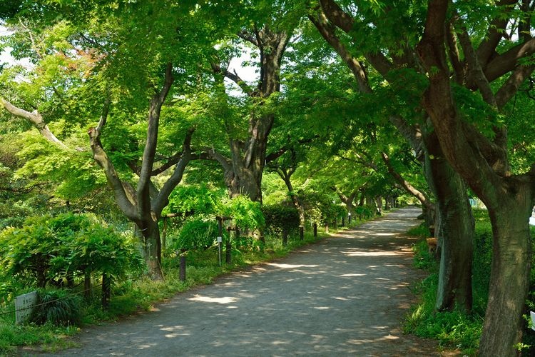 東京大學理學系研究科附屬植物園（小石川植物園）