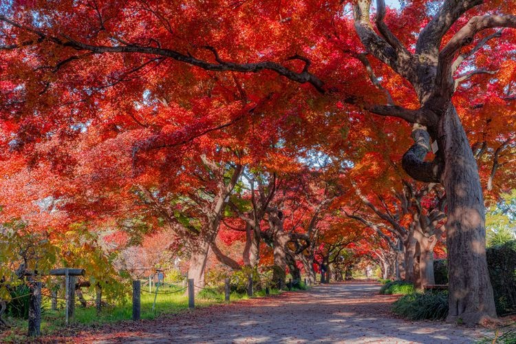 東京大學理學系研究科附屬植物園（小石川植物園） 2
