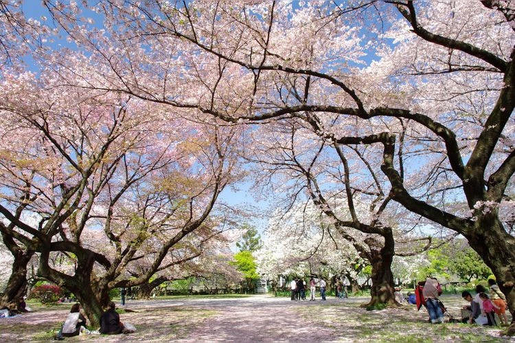 東京大學理學系研究科附屬植物園（小石川植物園） 3