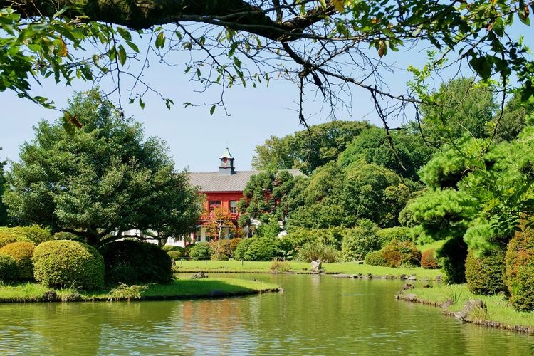東京大學理學系研究科附屬植物園（小石川植物園） 4