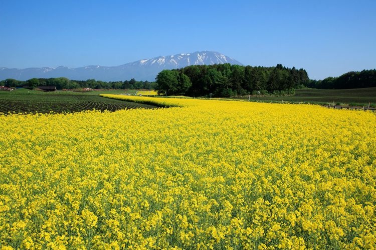 小岩井農場 8