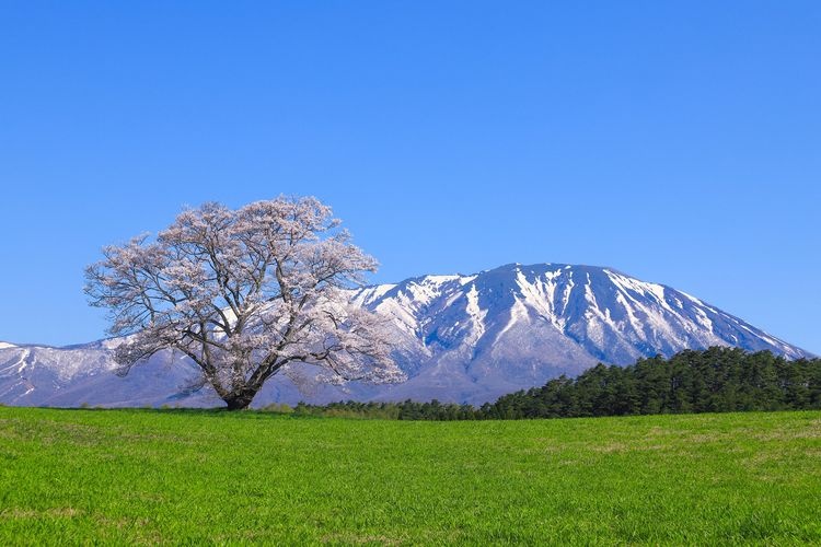 小岩井農場 9