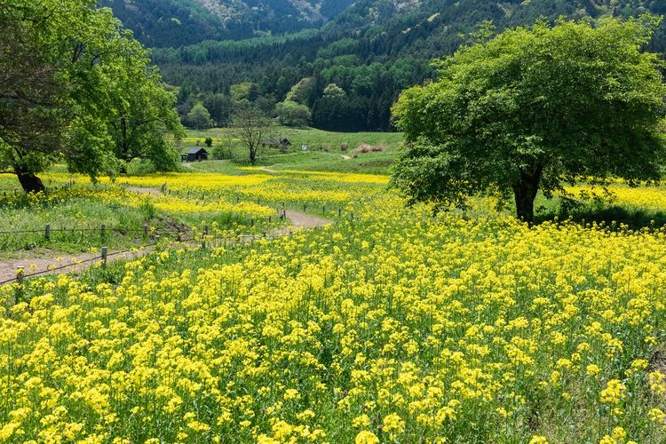 Công viên Quốc gia Alps Azumino (Kogane/Hotaka)