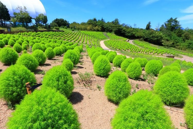 国営讃岐まんのう公園 2