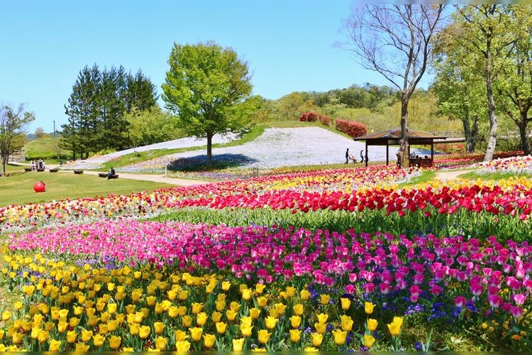 国営讃岐まんのう公園 3