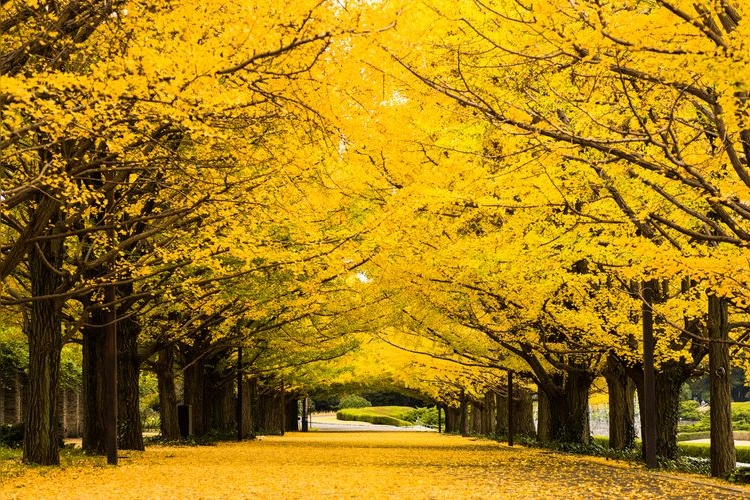 สวนโชวะคิเน็นโคเอ็น (Showa Kinen Park)