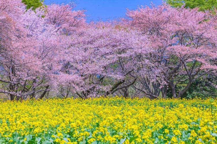 สวนโชวะคิเน็นโคเอ็น (Showa Kinen Park) 2