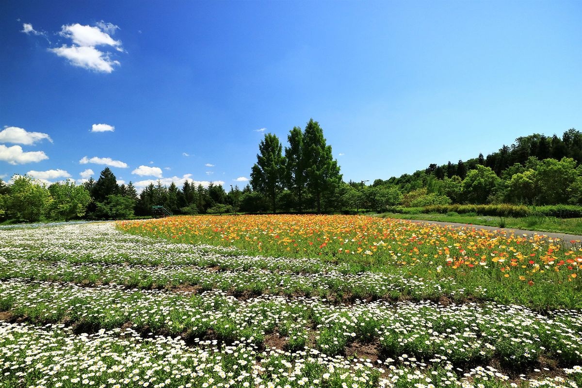 備北丘陵公園 (Bihoku Kyuryo Park)