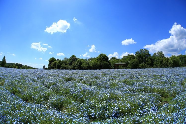 Parque Nacional Bihoku Kyuryo 2