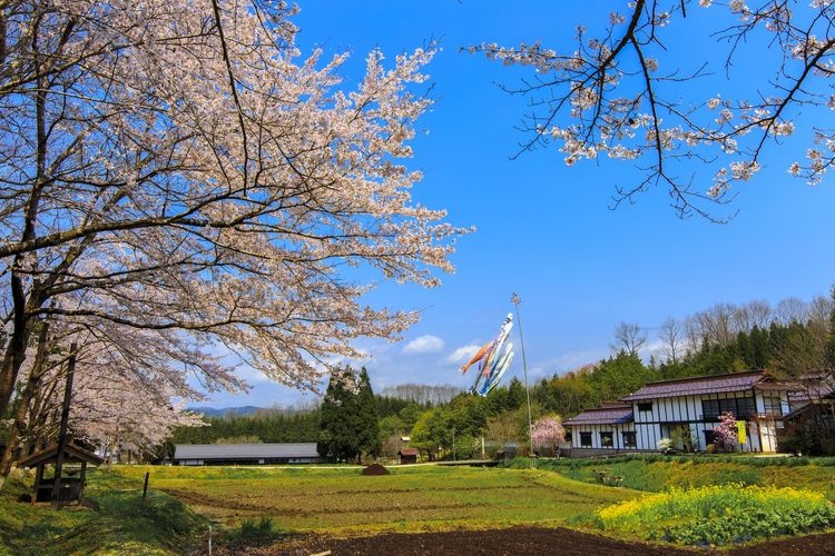 Parque Nacional Bihoku Kyuryo 4