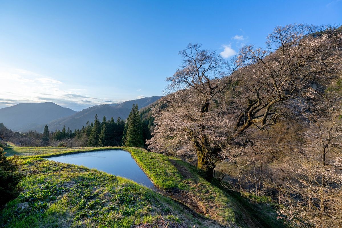 코마츠나기 노 사쿠라 (Komatsunagi no Sakura)