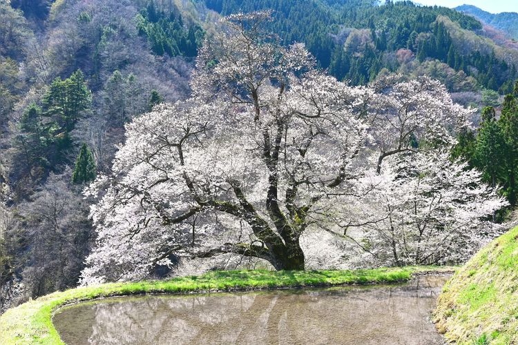 Komatsunagi no Sakura