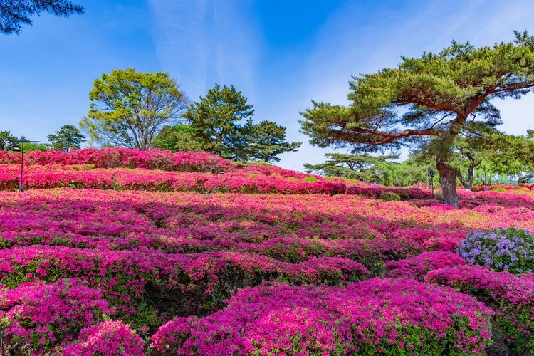 Parc Komuroyama 3