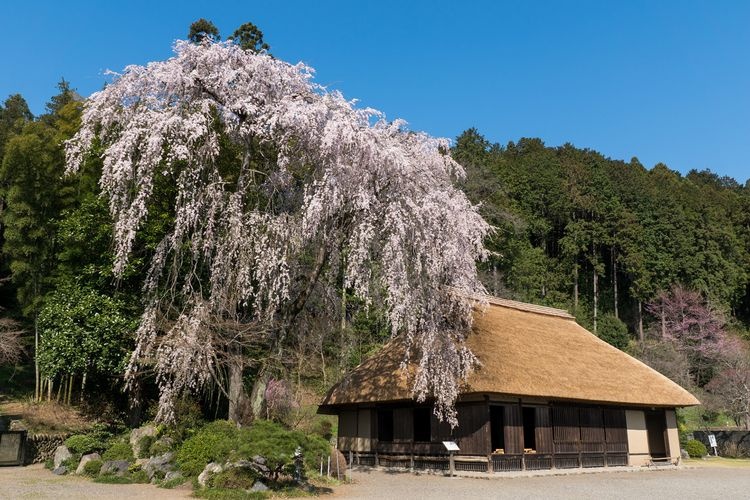 Residencia Komeya
