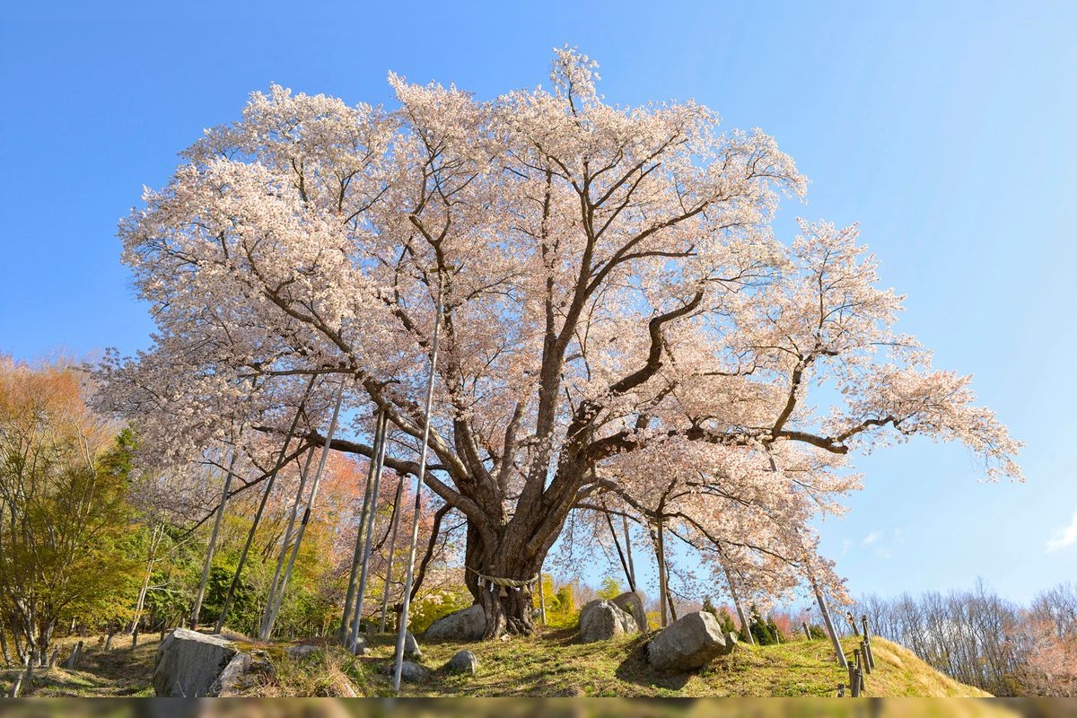 Koshiro no Sakura