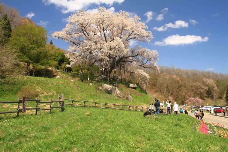 Koshiro no Sakura