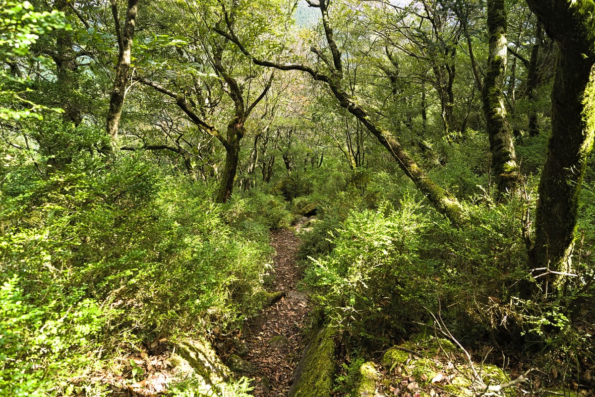 Urwald der Koro-yama Buxus