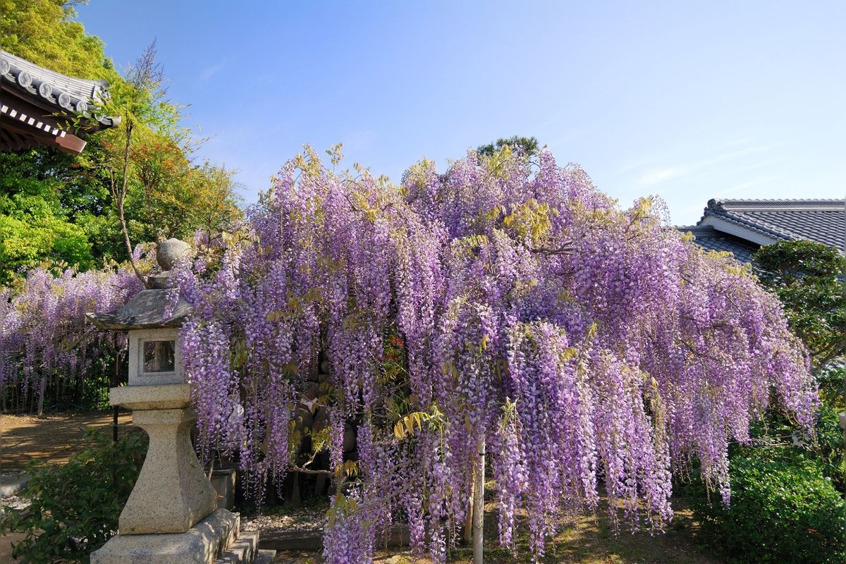 วัดโคยาสุ จิโซจิ (Koyasu Jizo-ji)