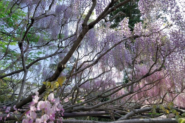 子安地藏寺