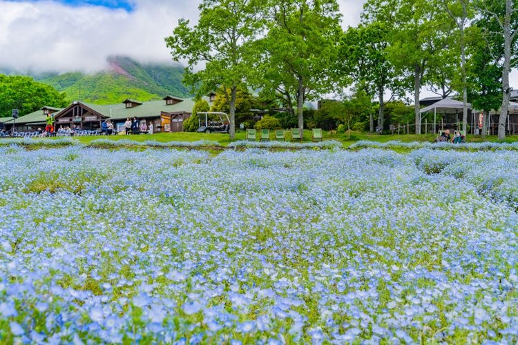 쿠쥬 하나 공원 (Kuju Flower Park)