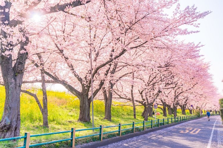 Kumagaya Sakura堤 (Kumagaya Sakura Embankment)