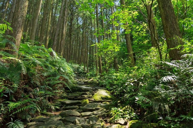 Kumano Kodo (Iseji Route)