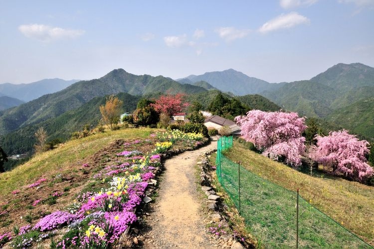 Kumano Kodo (Kohechi) 3