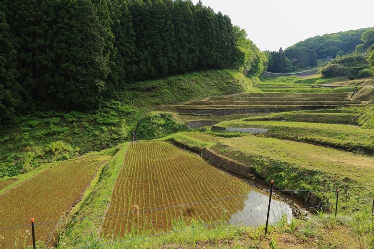 Kunimi no Tanada