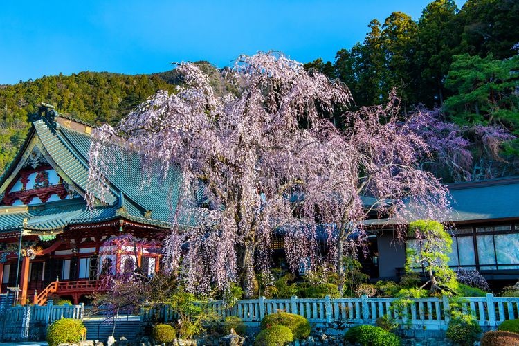 쿠온지 (Kuon-ji) 6