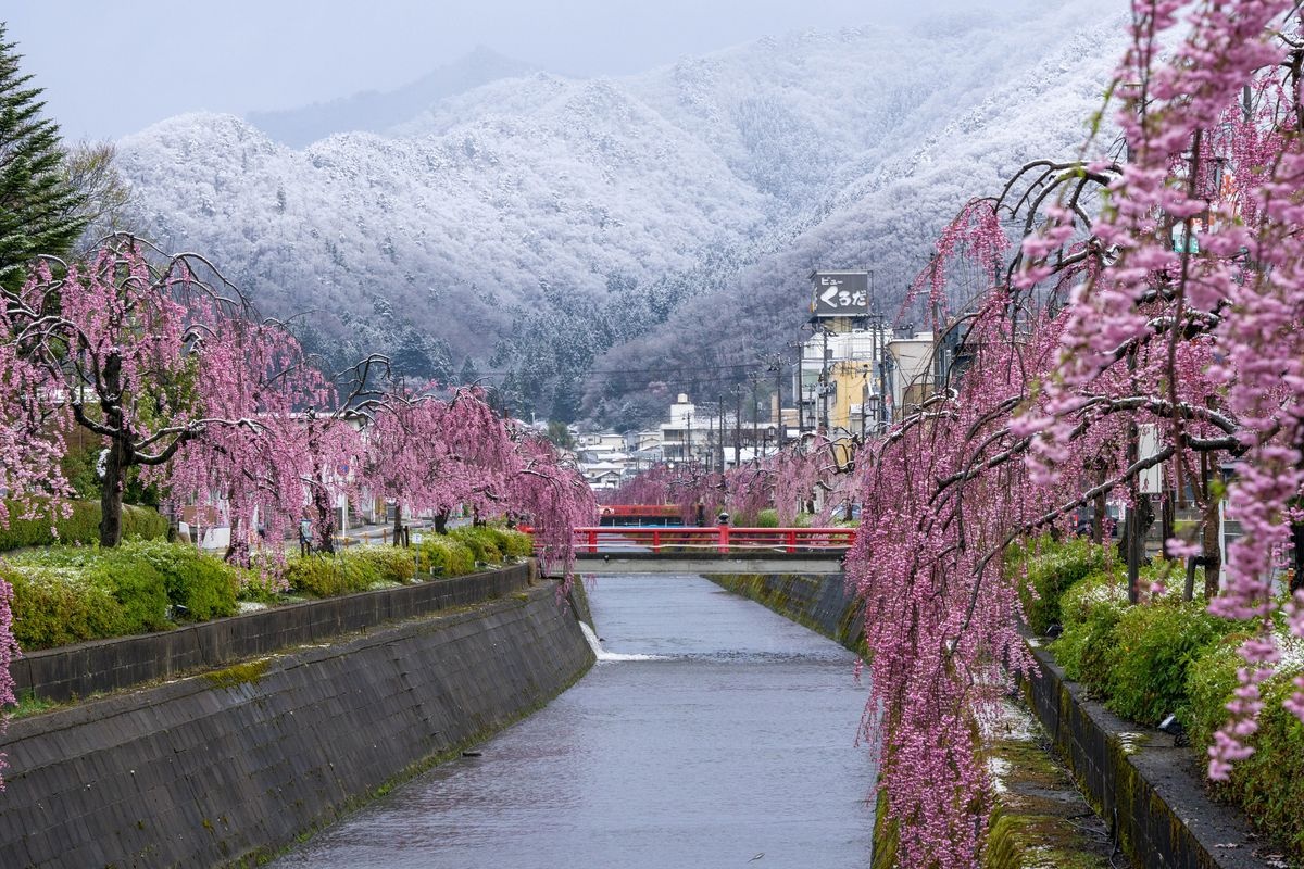 仓津川垂樱