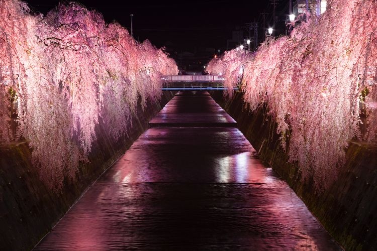 쿠라츠가와 벚꽃 (Kuratsugawa Sakura)