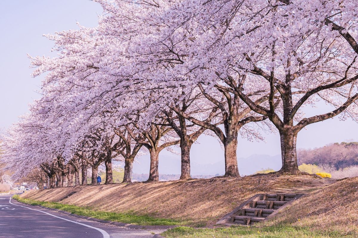 สวนสาธารณะคุโรอิโซะ (Kuroiso Park)