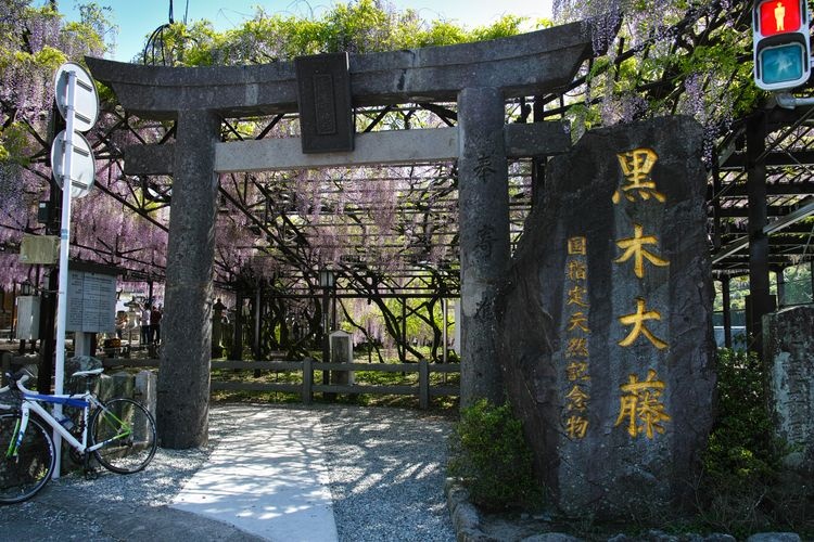 Kuroki no Dai-to (Great Wisteria of Kuroki) 3