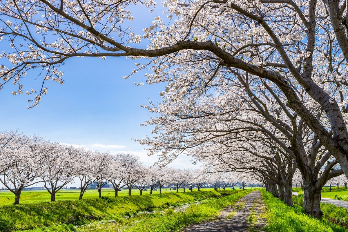 草場川櫻花大道