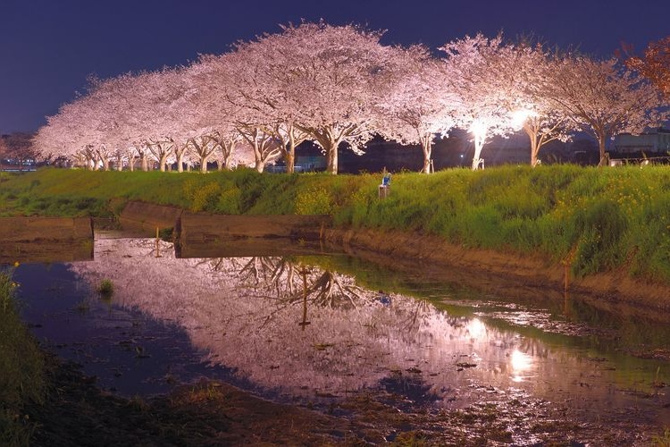 草場川櫻花大道