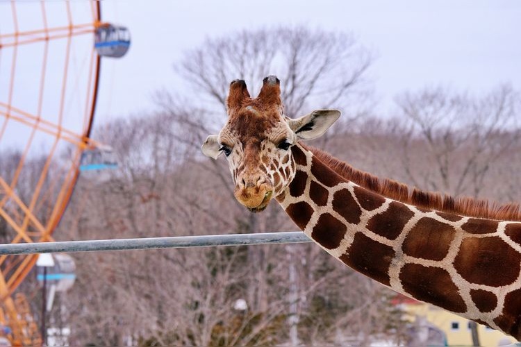 Kushiro Zoo 2
