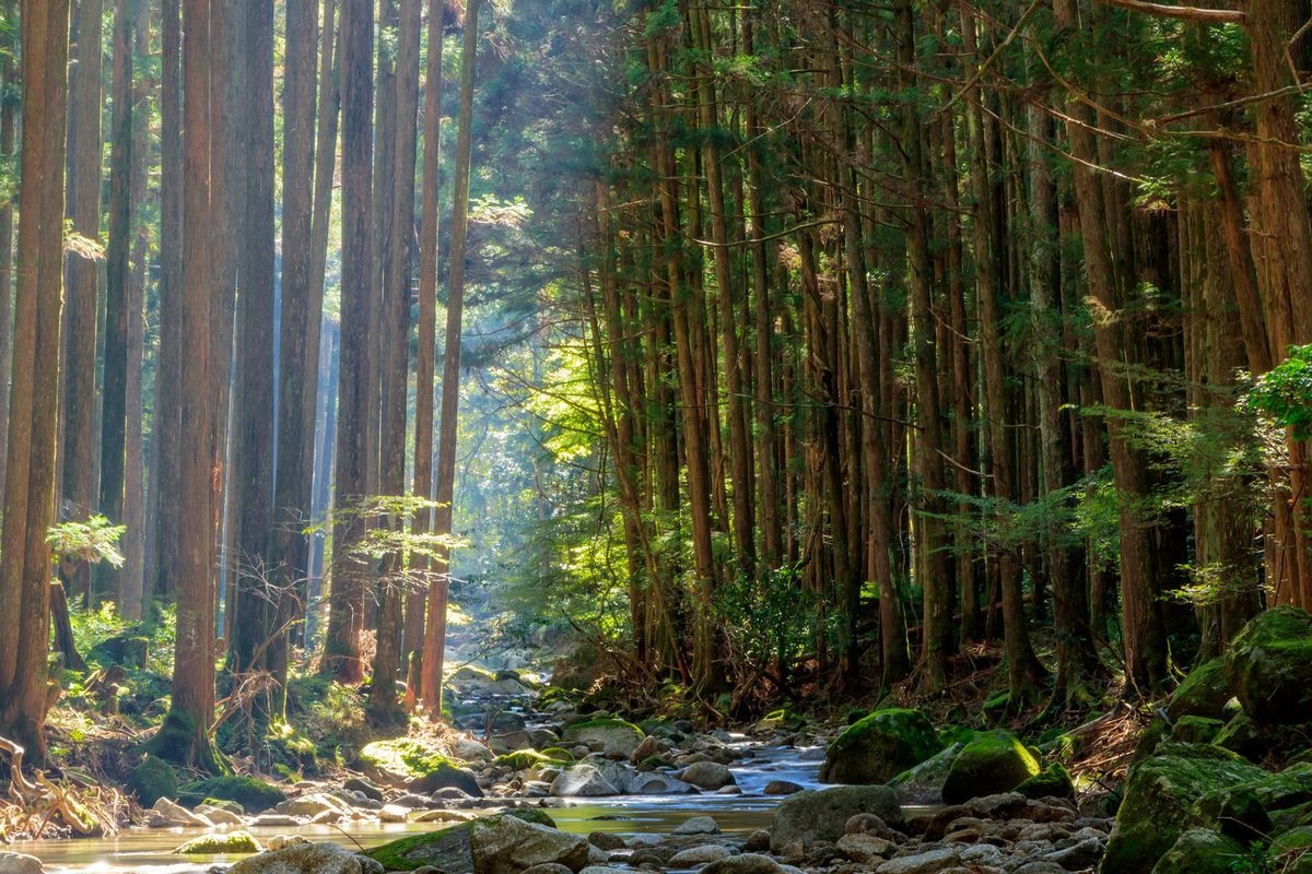 น้ำตกคูนุโนกิ (Kuno-no-ki Falls)