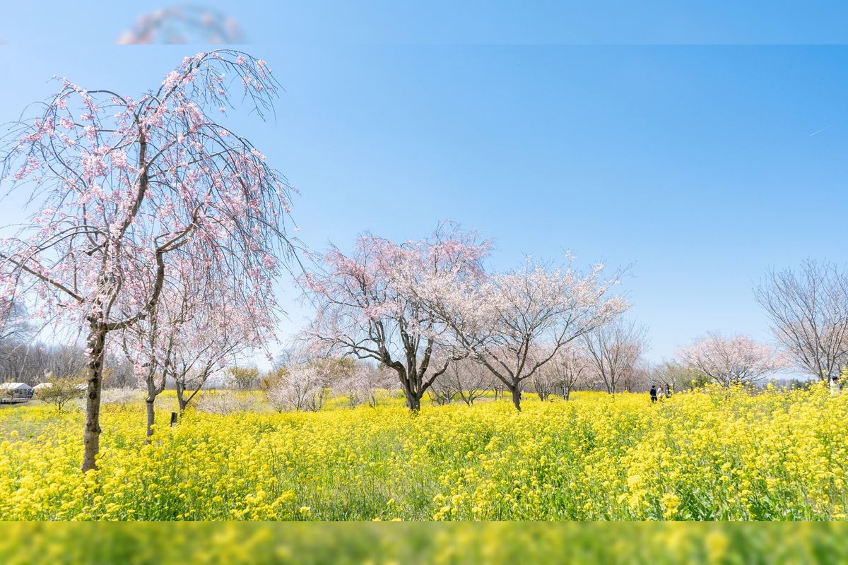 Yume Cosmos Garden