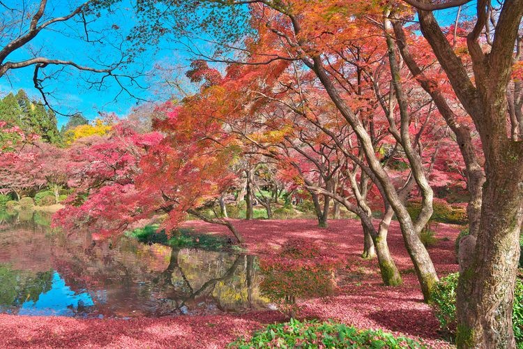 Kyoto Botanical Garden