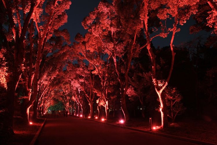 Kyoto Botanical Garden 2