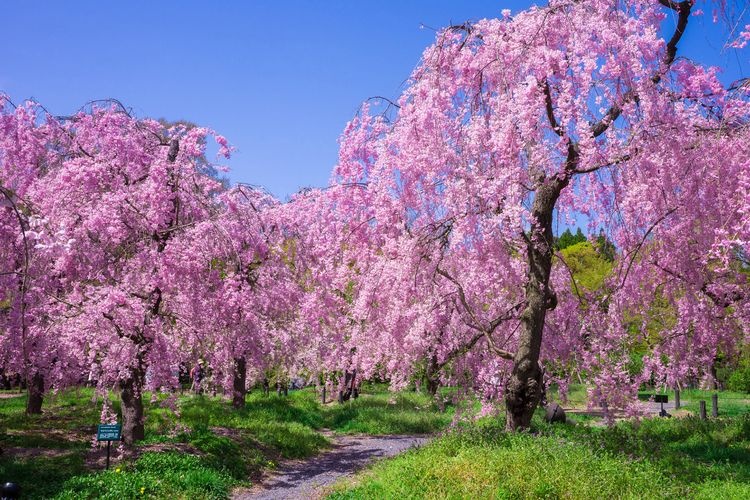 Kyoto Botanical Garden 3