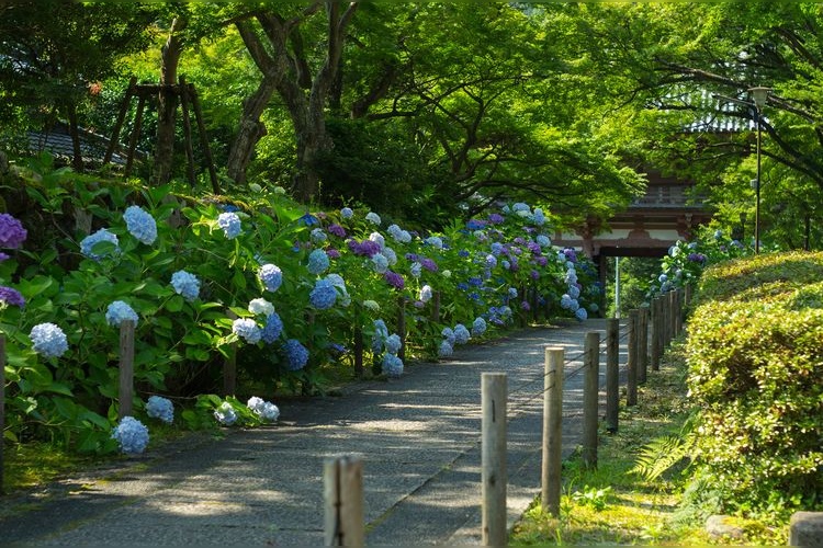 구안지 (Kyuan-ji) 2