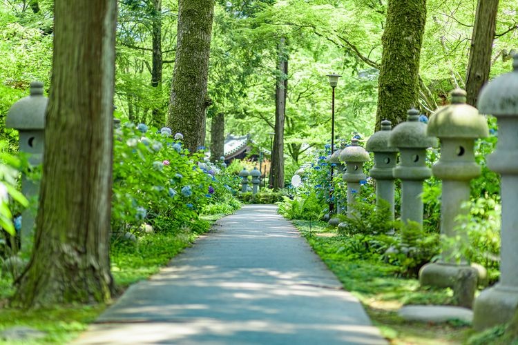 구안지 (Kyuan-ji) 3