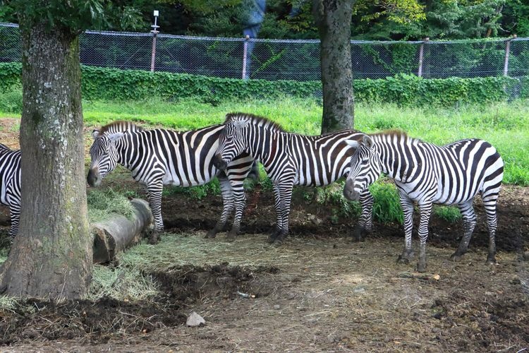 Kyushu Jinen Dobutsu Koen African Safari 2