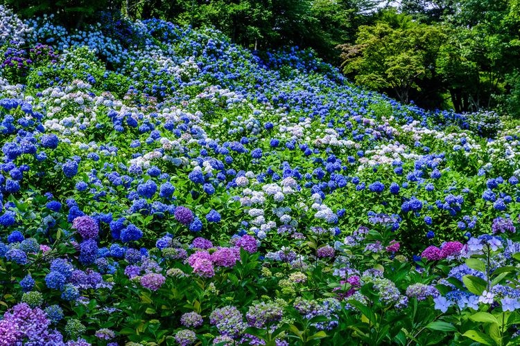Maizuru Nature and Culture Park 2